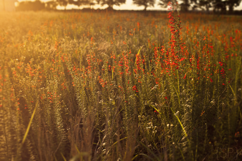 6.5.13 © Shiloh Photography