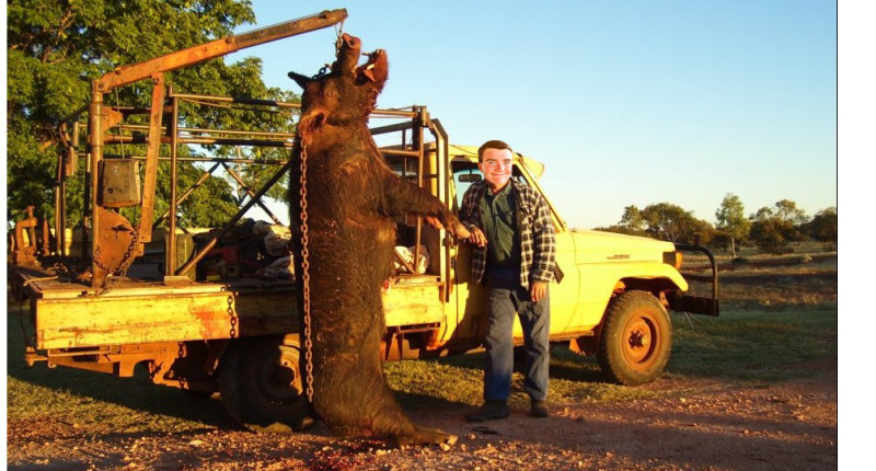 giant-feral-pig