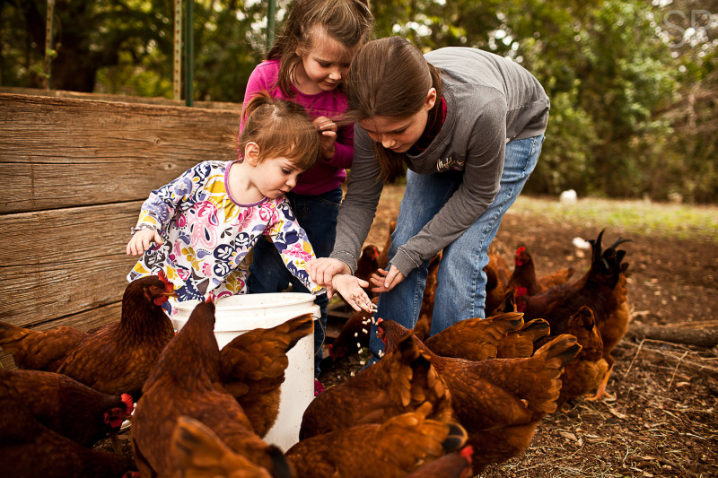 Feeding the chickens!