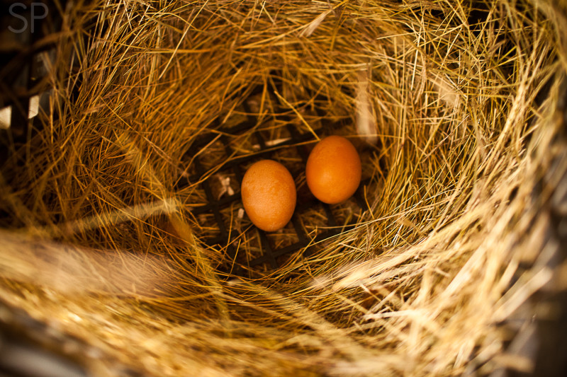 Fresh Eggs ShilohPhotography.com