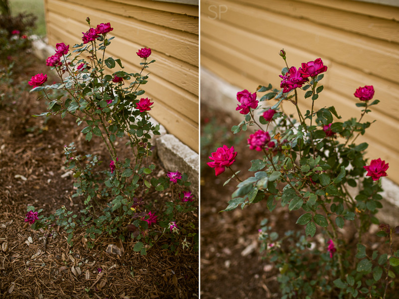 Rose bushes SP