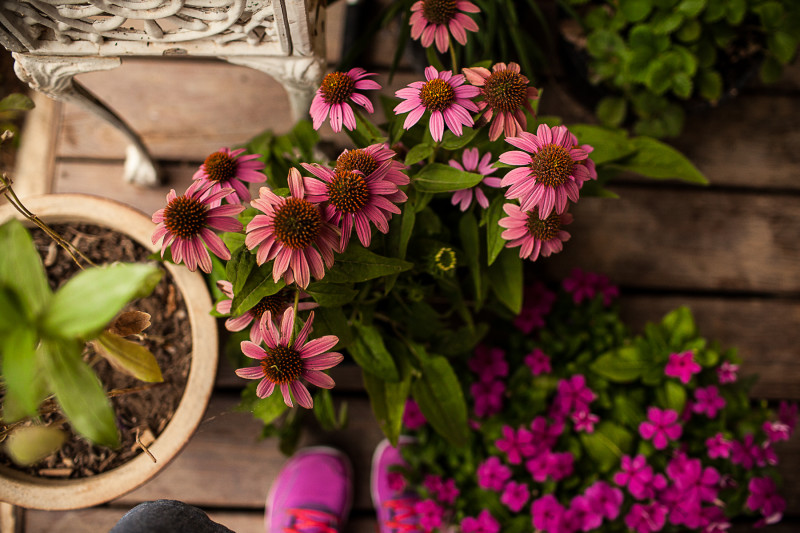 Flowers ShilohPhotography 7.18