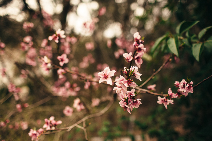 Shiloh Photography || Resurrection Day-2