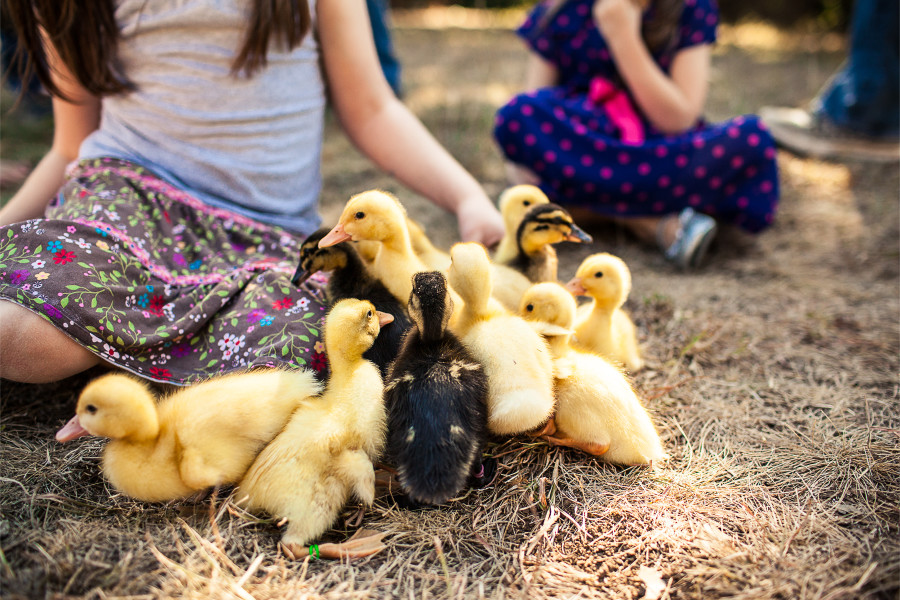 SP || Ducklings 6